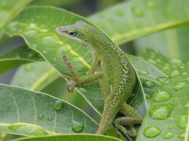 特定外来生物グリーンアノール